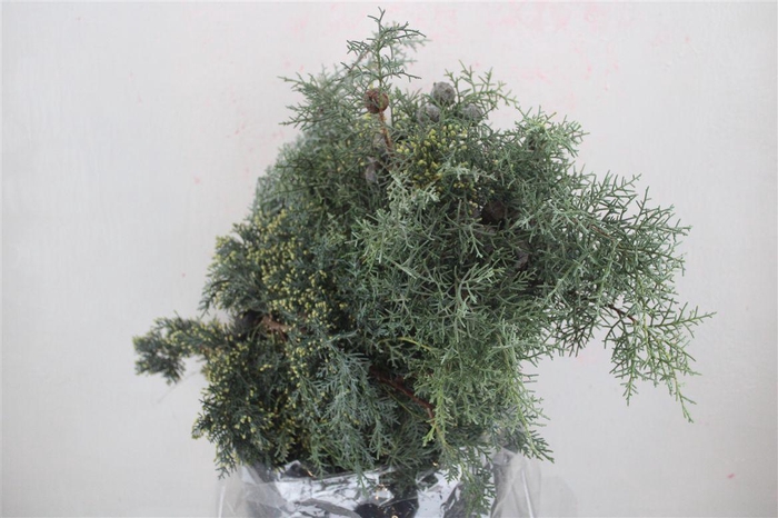 <h4>Cypresse Nuts Blue P Bunch</h4>