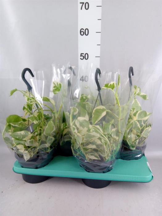 <h4>Epipremnum pinn. 'NJoy'</h4>