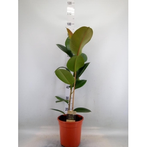 Ficus elastica 'Robusta'