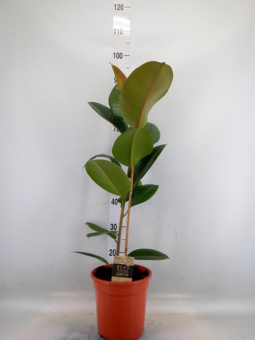 <h4>Ficus elastica 'Robusta'</h4>