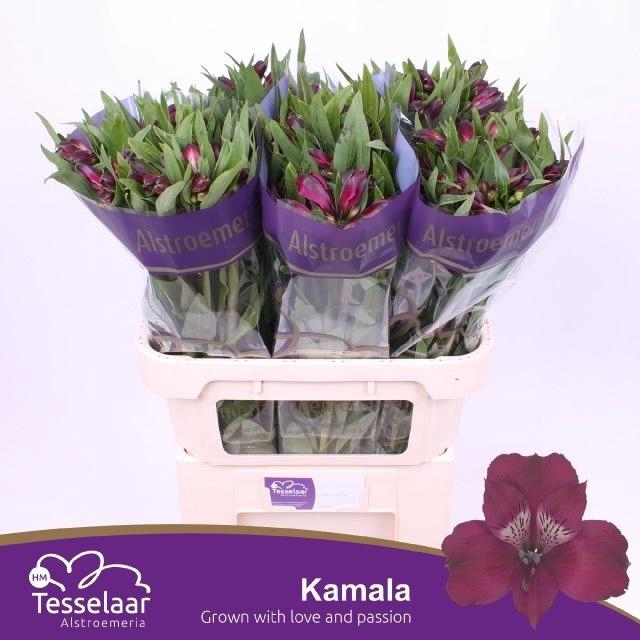 <h4>Alstroemeria Kamala</h4>