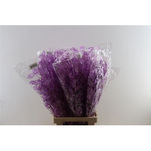 Dried Lunaria Milka 90cm P Bunch