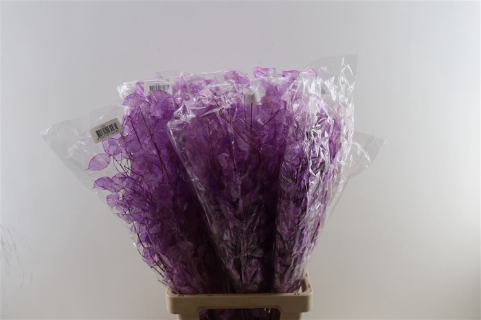 <h4>Dried Lunaria Milka 90cm P Bunch</h4>