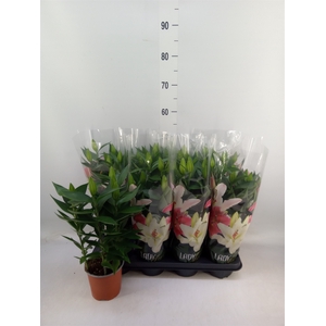 Lilium ori.   ...mix