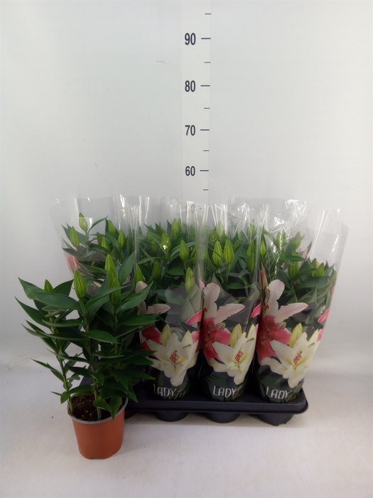 <h4>Lilium ori.   ...mix</h4>