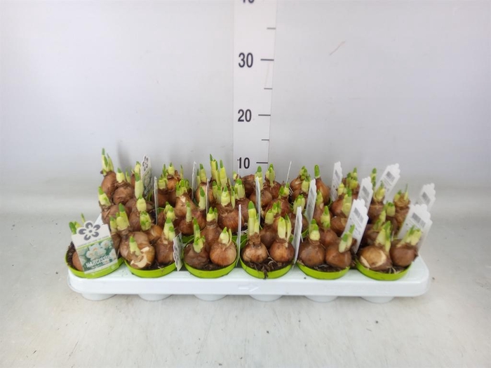 <h4>Narcissus DU 'Bridal Crown'</h4>