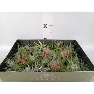 Tillandsia