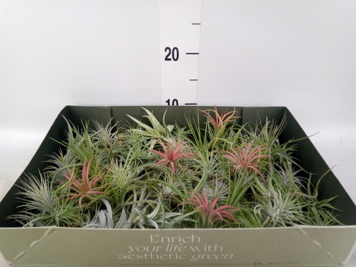<h4>Tillandsia</h4>