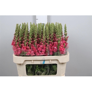 Antir Avignon Rose