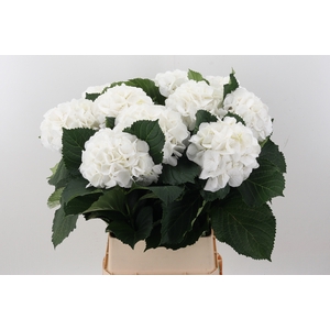 Hydr M Schneeball 100cm
