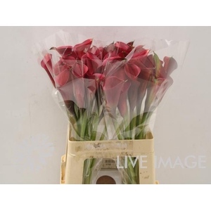 Zantedeschia call aruna