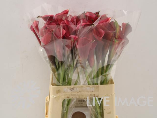 <h4>Zantedeschia call aruna</h4>