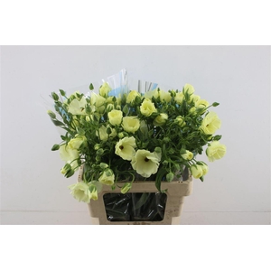 Ran Butterfly Litai 60cm