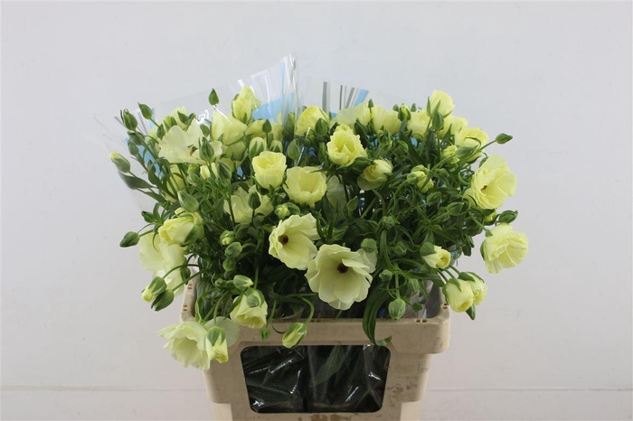 <h4>Ran Butterfly Litai 60cm</h4>