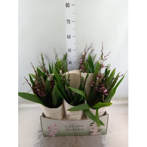 Burrageara  'Barrocco Red'
