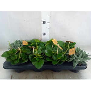 Planten  ..mix
