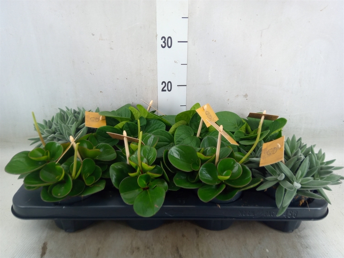 <h4>Planten  ..mix</h4>
