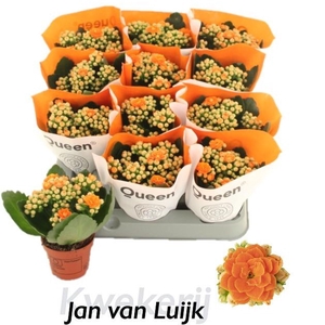 Kalanchoe Rose Flowers Agnes