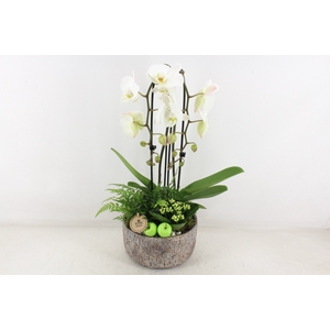 arr2 PL - Ker. mave pot Phal cascade