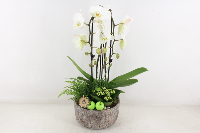 <h4>arr2 PL - Ker. mave pot Phal cascade</h4>