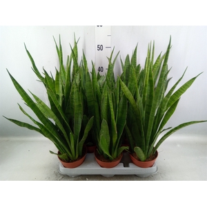 Sansevieria zeylanica 'Greenline'