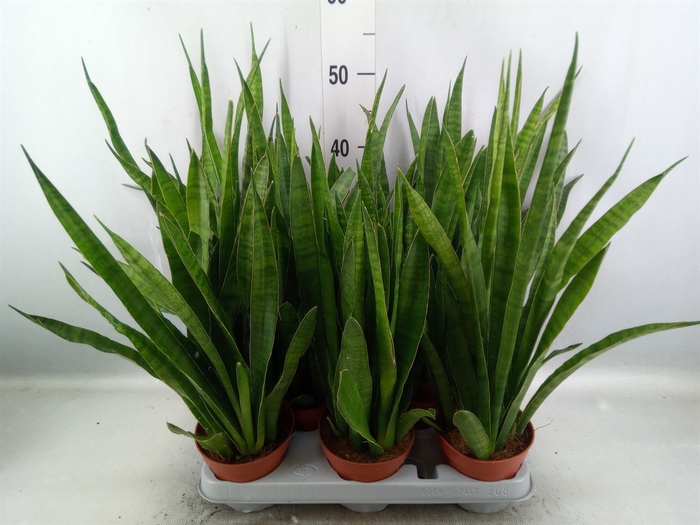 <h4>Sansevieria zeylanica 'Greenline'</h4>