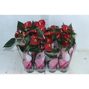 ANTHURIUM RED SUCCESS P09