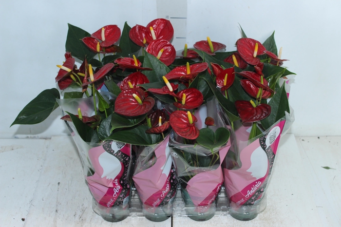 <h4>ANTHURIUM RED SUCCESS P09</h4>