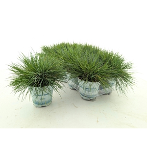 FEST GL COMPACT BLUE