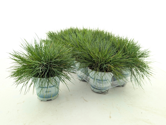 <h4>FEST GL COMPACT BLUE</h4>