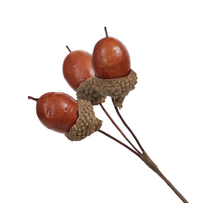 <h4>Promo Acorns/wire 2.5cm x36</h4>