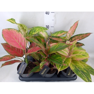 Aglaonema   ...
