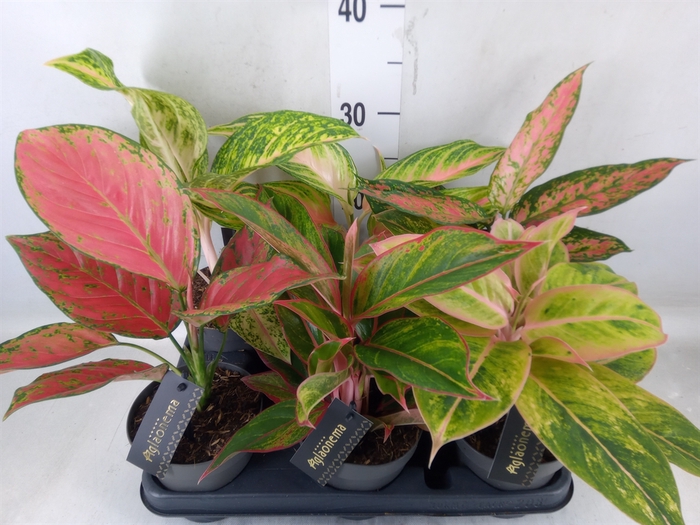 <h4>Aglaonema   ...</h4>