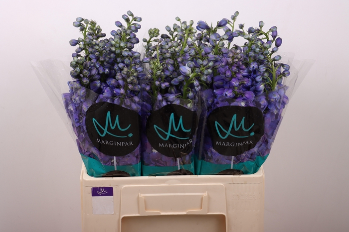 <h4>DELPH DU GUARD BLUE</h4>