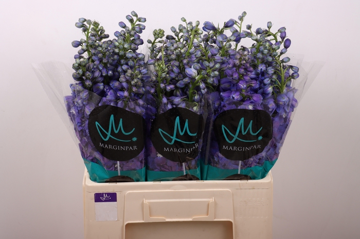 <h4>DELPH DU GUARD BLUE</h4>