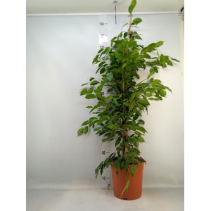 Ficus benja. 'Exotica'