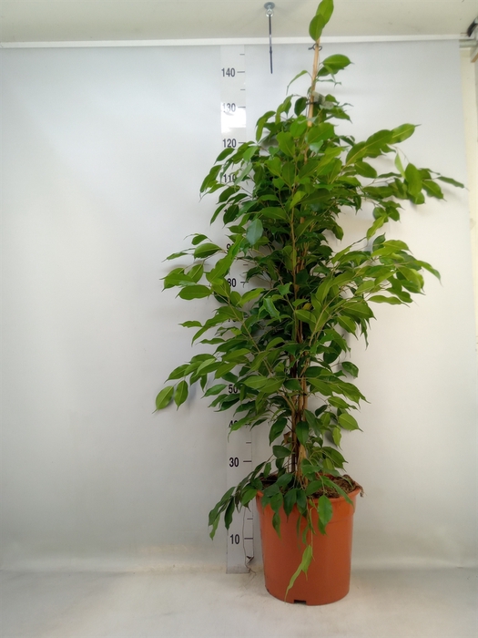 <h4>Ficus benja. 'Exotica'</h4>