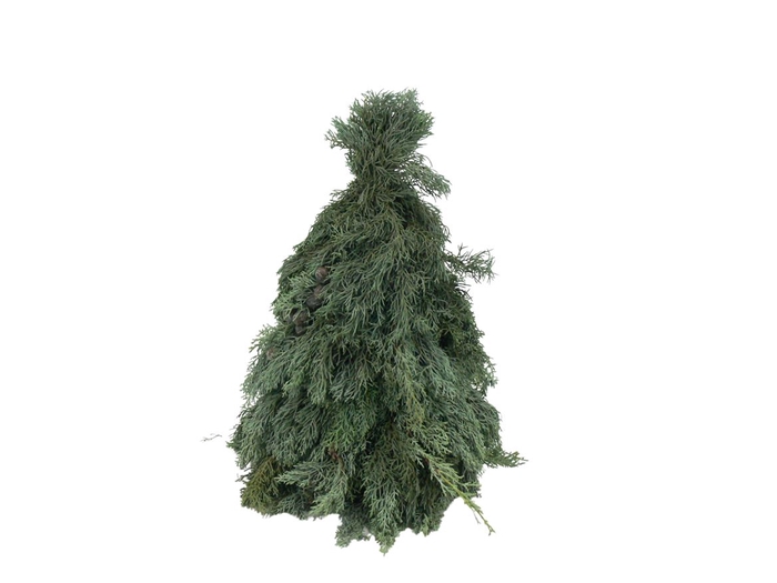 <h4>Kerstboom Arizonica 40cm</h4>