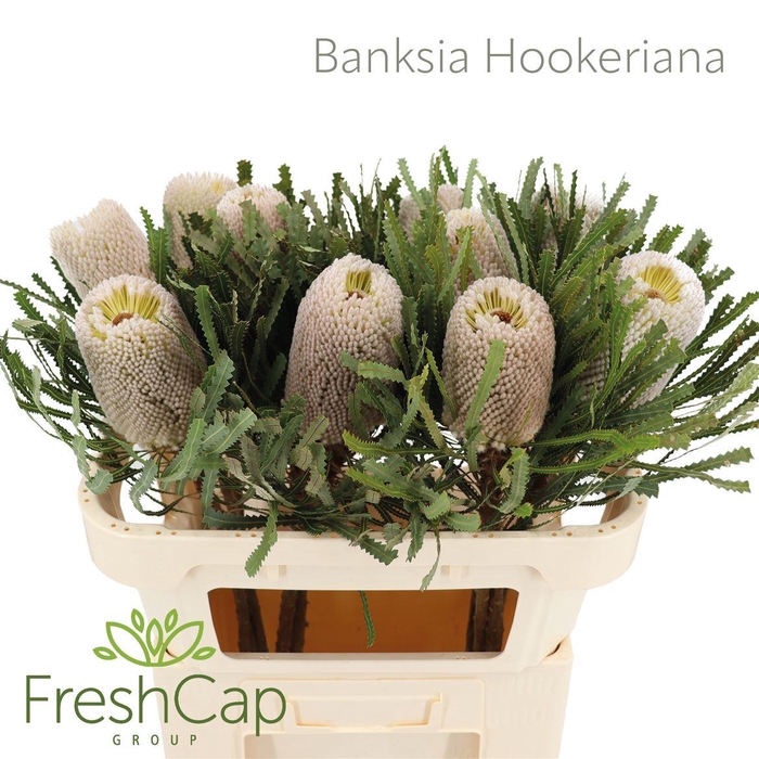 <h4>Banksia hookeriana</h4>
