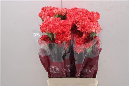 <h4>Di St Leonard</h4>