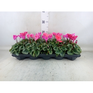 Cyclamen KL 'Smartiz'