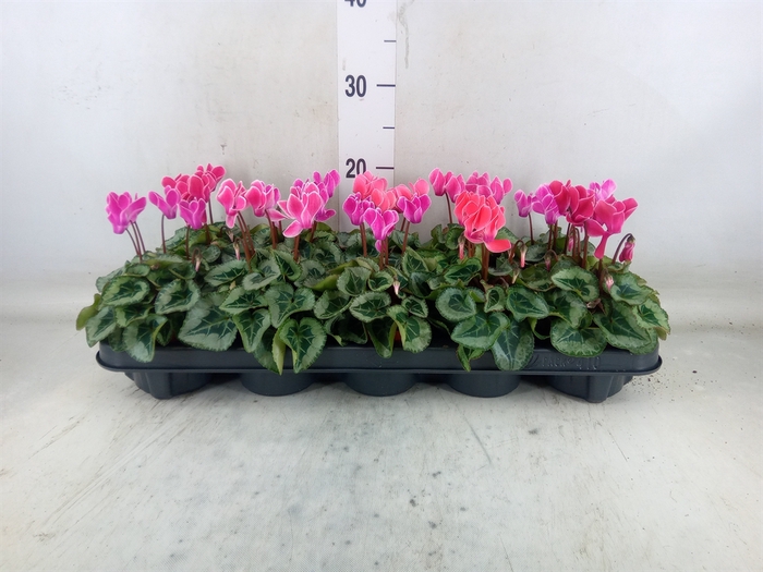 <h4>Cyclamen KL 'Smartiz'</h4>
