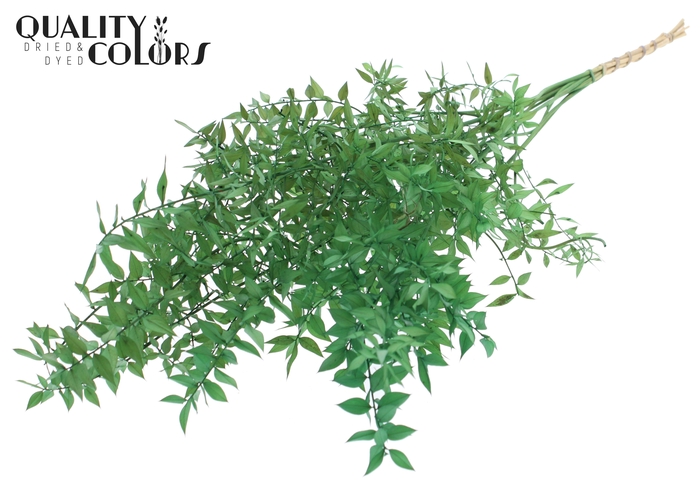 <h4>Ruscus 70cm 5 pc/bunch Light Green (2x5 bunch/poly)</h4>