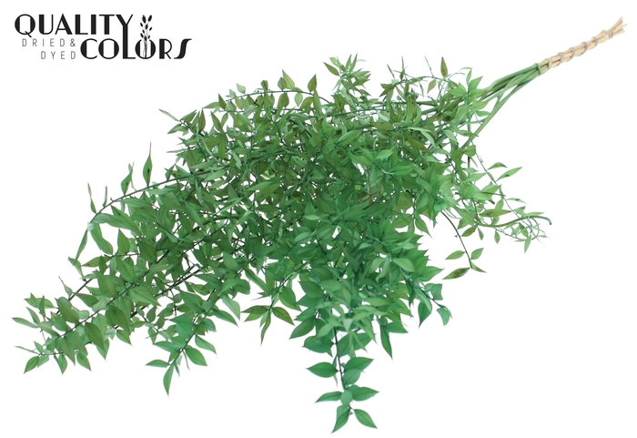 <h4>Ruscus 70cm 5 pc/bunch Light Green (2x5 bunch/poly)</h4>