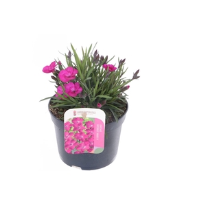 Dianthus caryophyllus Kahori