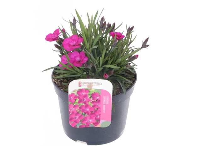 <h4>Dianthus caryophyllus Kahori</h4>
