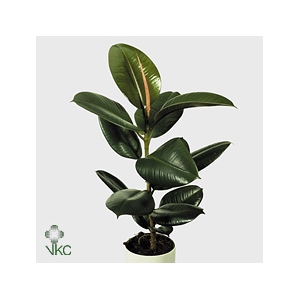 Ficus elastica 'Robusta'
