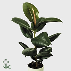 <h4>Ficus elastica 'Robusta'</h4>