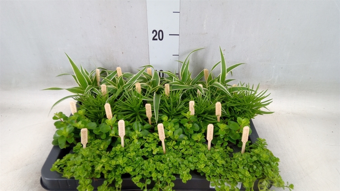 <h4>Planten  ..mix</h4>