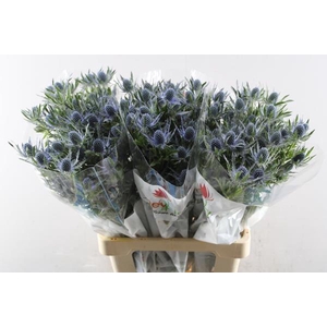 Eryng Blue Lagoon (bl) L 70